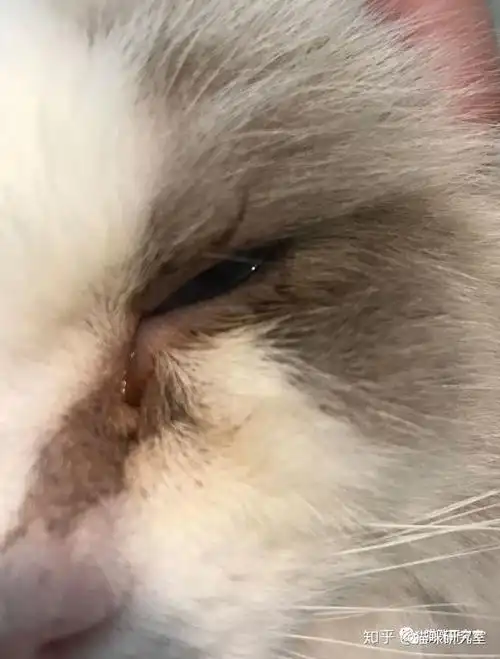 猫泪痕重怎么办案例分析