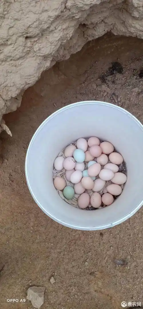纯散养芦花鸡蛋,粉壳蛋,土鸡蛋