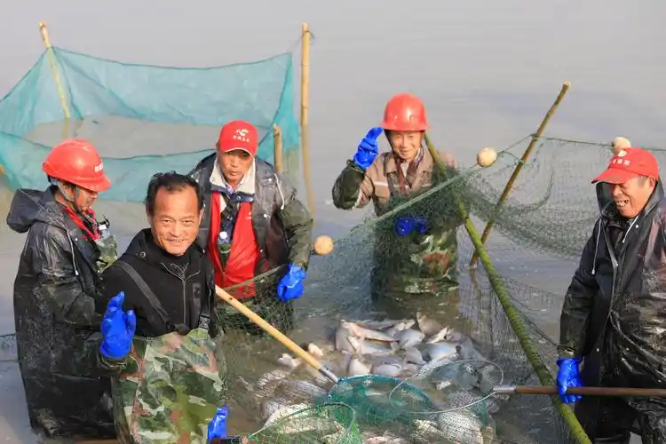 村共享鱼塘迎来大丰收村民捕鱼分鱼共迎新春