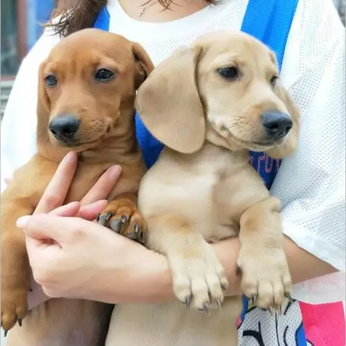 【同城】出售纯种健康腊肠犬三证齐全丶支持上门自提丶全国送货