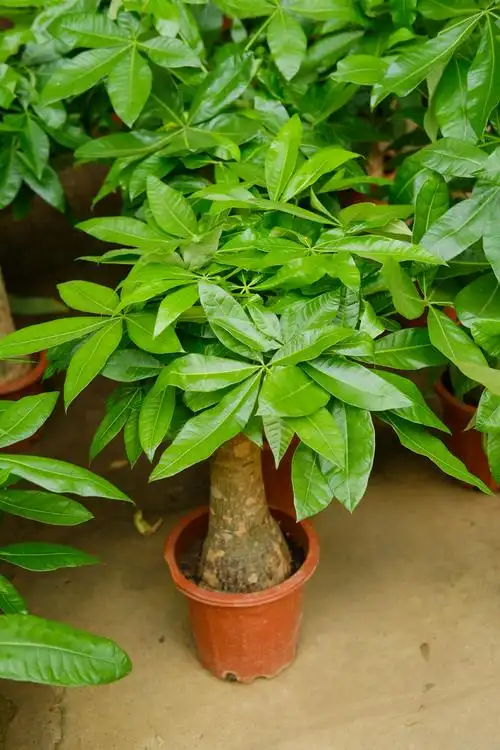 发财树换盆后多久服盆换盆后叶子都发黄了怎么办发财树风水摆放三不要