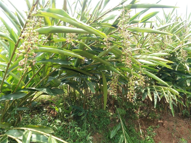 砂仁苗产业在我州扎根