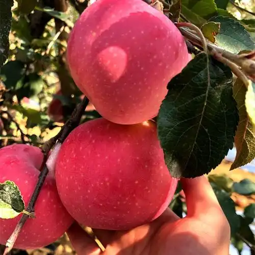 烟台精品红富士大苹果水果水晶萍果新鲜水果送人脆甜无腊山地苹果