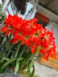 朱顶红 土朱 米克斯,图片均是22年的开花图,大中小球都有.