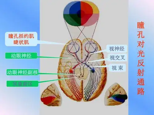 瞳孔括约肌 睫状肌 视神经 动眼神经 动眼神经副核 顶盖前区 视交叉