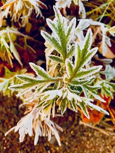陈申摄影于名古屋陈颖编辑制作 写美篇银装素裹赛锦花 恰似冰露含香花