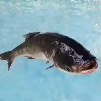 [大头鱼鱼苗批发] 花鲢鱼苗草鱼鱼苗四大家鱼淡水养殖新鲜花鲢活体