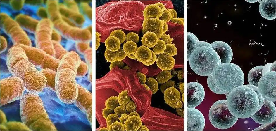 生物科学研究专题的三维插图显微镜下的口腔:这么恐怖这是在真菌白色