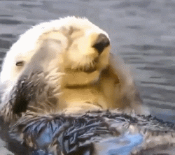 250_222gif 动态图 动图