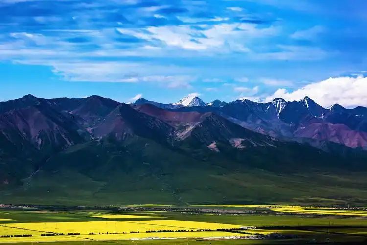 醉美青海 花好门源