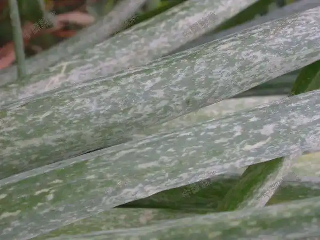 1,为害特征葱蓟马别名烟蓟马,可为害大葱,小葱,洋葱(圆葱,葱头),水葱