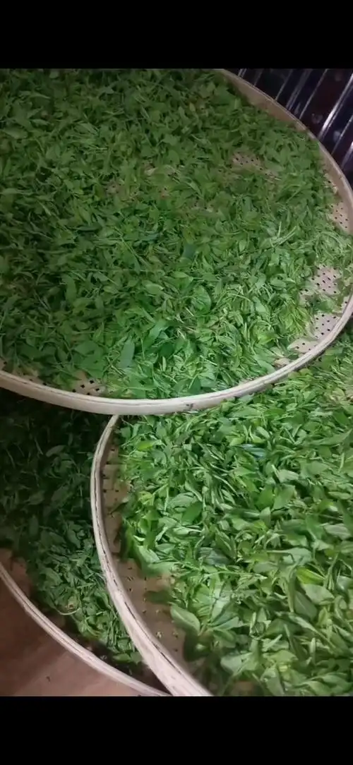 江华苦茶产地为湖南省最南端,南岭山脉中心,潇水源头,处于世界优质