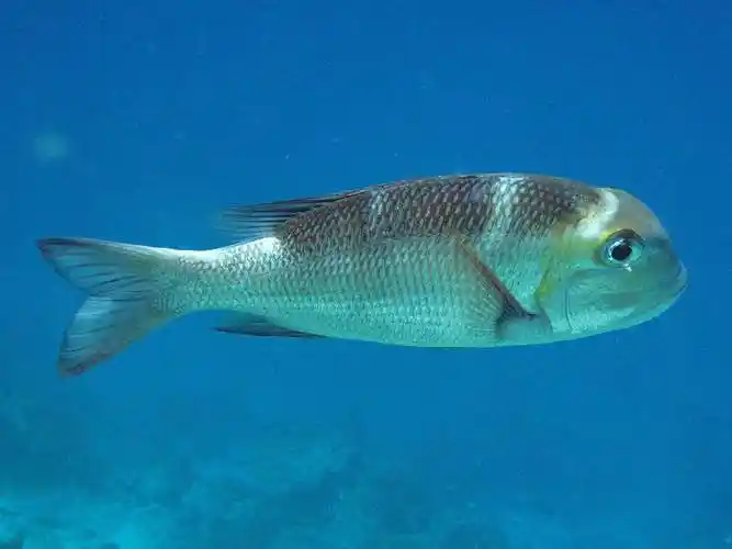 鱼在海里和河里有什么区别?