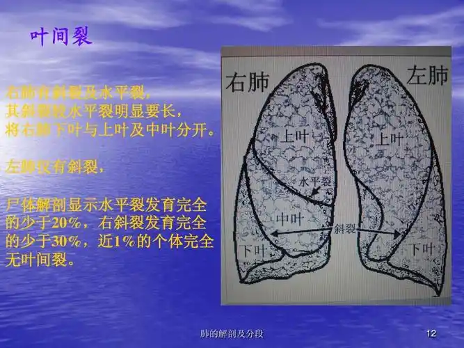 肺的解剖及分段ppt