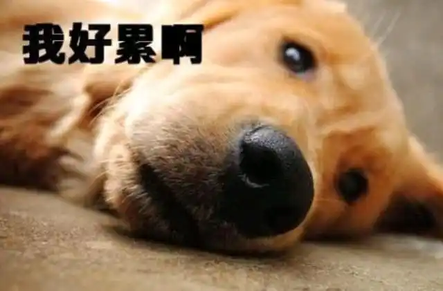累成狗