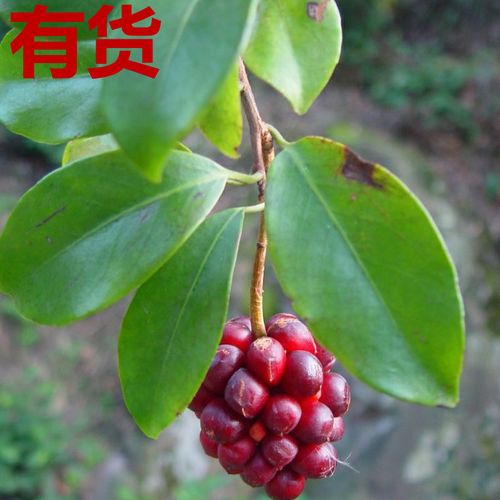 南五味子黑老虎红木香紫金藤紫荆皮盘柱香内红消风沙藤小血藤药苗