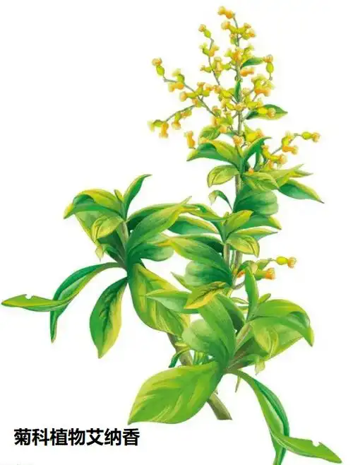 冰片2由菊科植物艾纳香的新鲜叶经提取加工制成的结晶,称"艾片(左旋