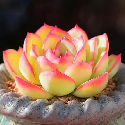 多肉晨露植物进口新品办公室室内萌肉绿植花卉多肉植物