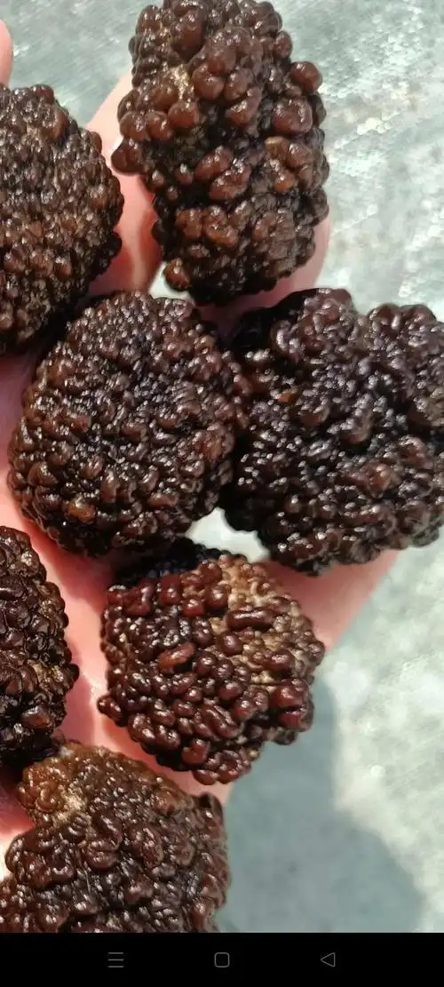 玛卡菌是什么东西(玛卡是什么东西有什么功效)