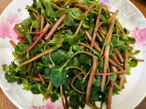 马齿苋的做法(马齿苋的做法和吃法)