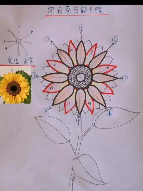 向日葵分解画法步骤图一看就会