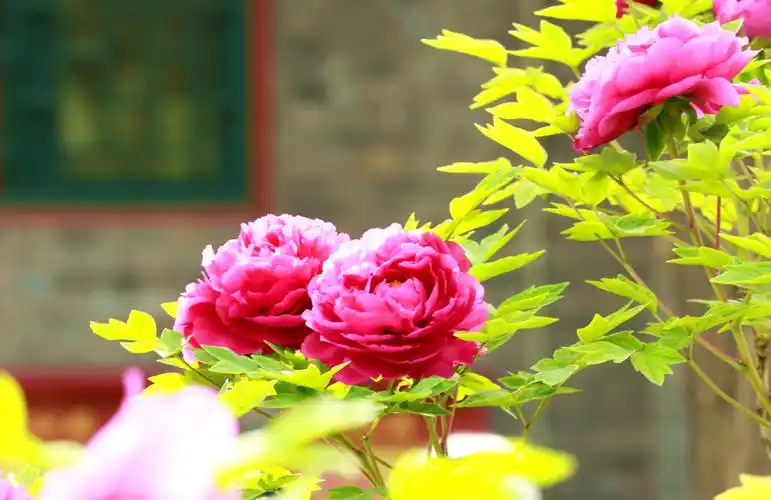景山盛开牡丹花,雍容华贵游人夸——钢刀花卉作品 - 动物植物 - 北晚