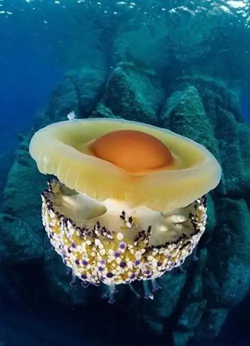 刺胞动物之水母