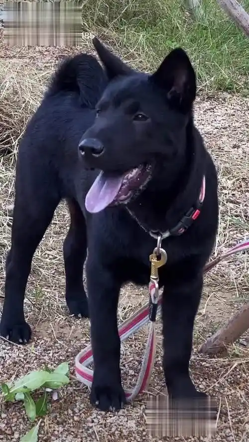 3个多月22斤,五黑犬,毛色黑到发亮,守家镇宅之犬土狗 潮汕本土-萌宠