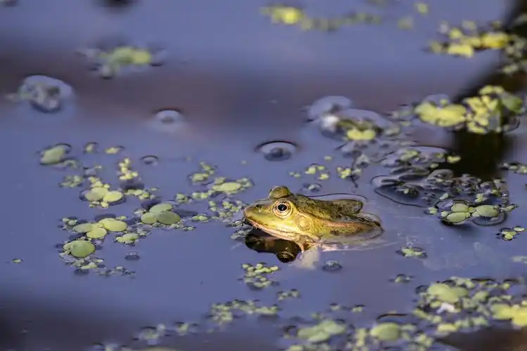 稻花香里说丰年,听取蛙声一片(高校)
