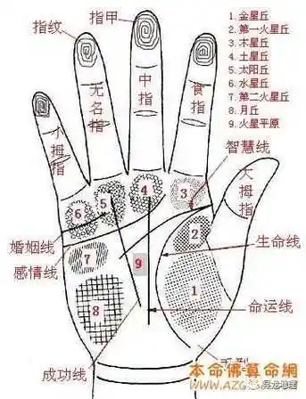 2,生命线弧度小,性格保守,身体素质差,求财不顺.