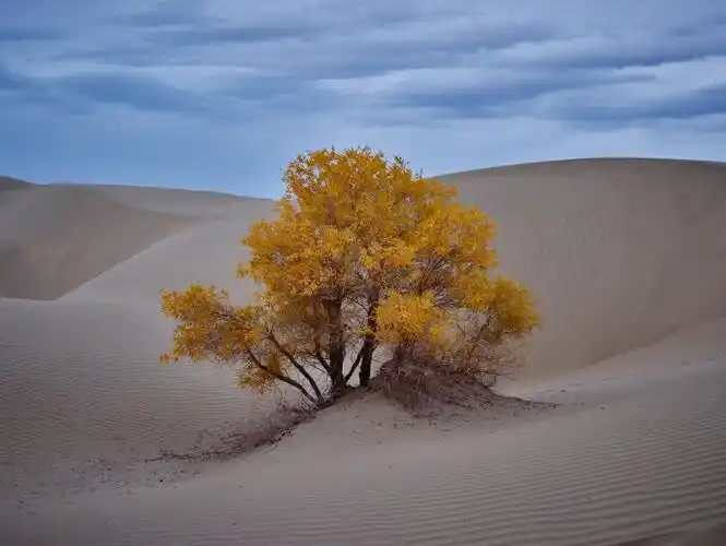 沙漠里的一棵树