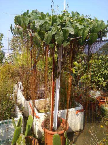 锦屏藤富贵帘珠帘龙须一帘幽梦花苗阳台庭院彩色藤本攀援花卉植物