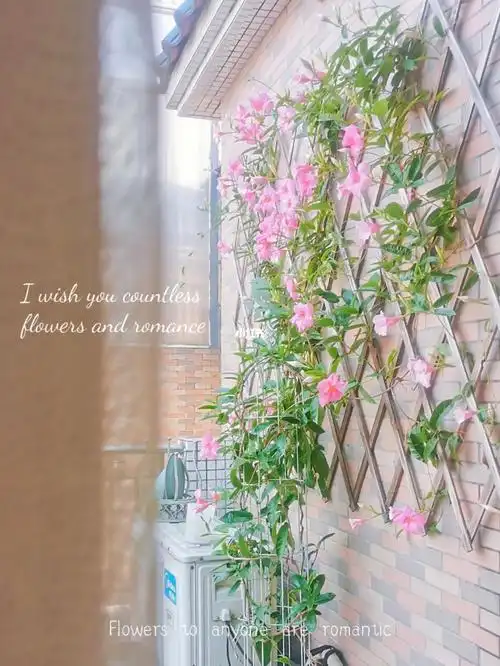 一岁的飘香藤快要满墙了太美了