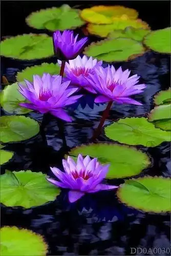 音画诗赏七彩莲花为您盛开