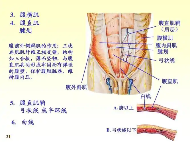 系统解剖学第七版03肌学