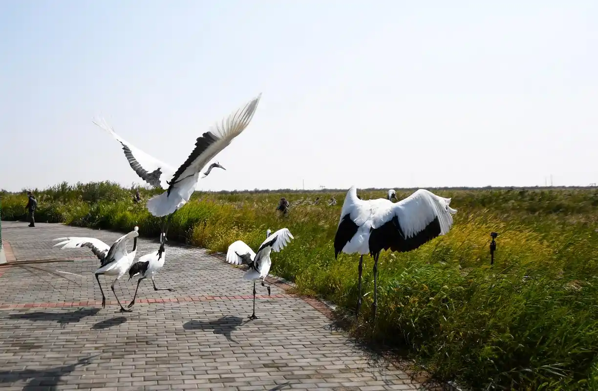 组图|东营黄河口湿地"红地毯"迎来最佳观赏期