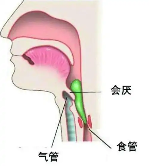 人的食道和气管距离不远,气管位于食道的前面.