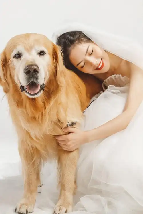 给金毛和他主人拍的婚纱写真