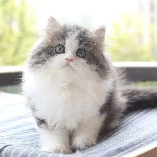 英短高地长毛猫宠物猫幼猫活体拿破仑