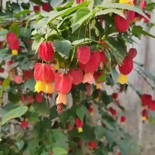 灯笼花怎么养(灯笼花的养殖方法)