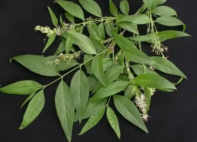 揭开五谷树能预报年成丰歉之谜?