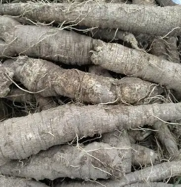 山胡萝卜(山地瓜)3年生大量现货