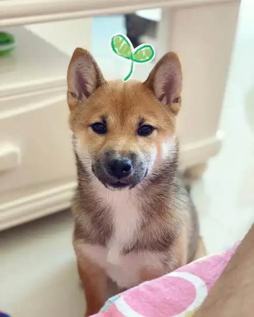 柴犬豆芽成长记录166