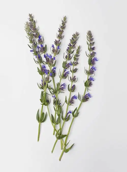 花苞,花蕊,薰衣草,嫩叶,摄影,影棚,呼吸,灵香草,黄香草,奇迹,叶,叶片