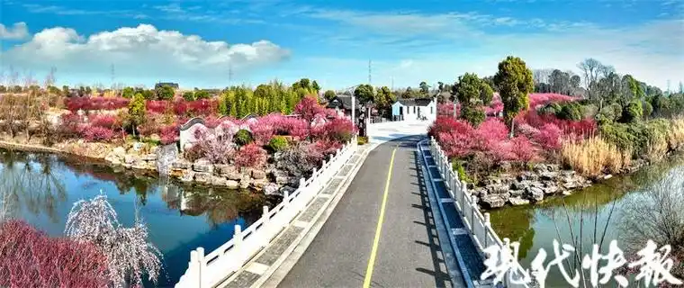 春风万里梅绽大丰