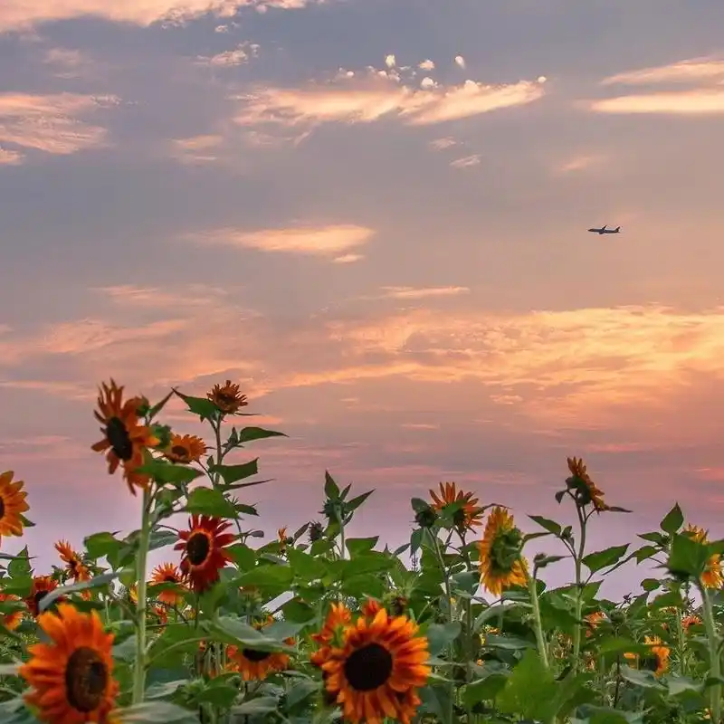 向日葵花朋友圈背景图 入目無他人 四下皆是你