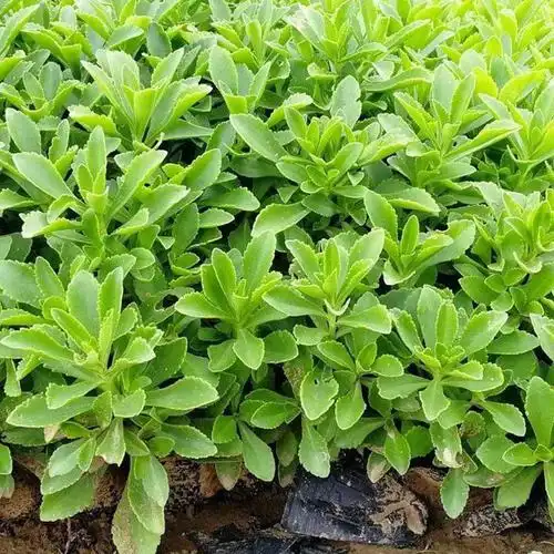 费菜基地三七景天