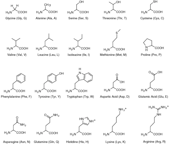 1  氨基酸结构 所有20种氨基酸都有着一个共同的基本结构:一个羧基