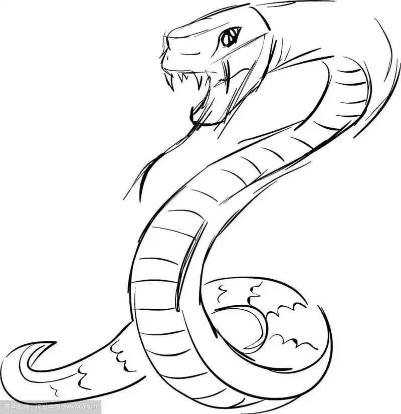 蛇画在白色的背景