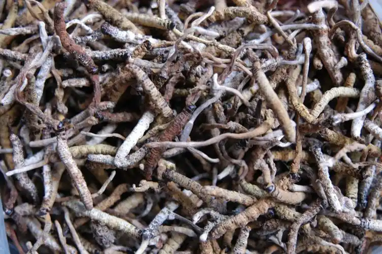 (药材市场中的古尼虫草)(冬虫夏草仿品之一:古尼虫草)古尼虫草:子座从